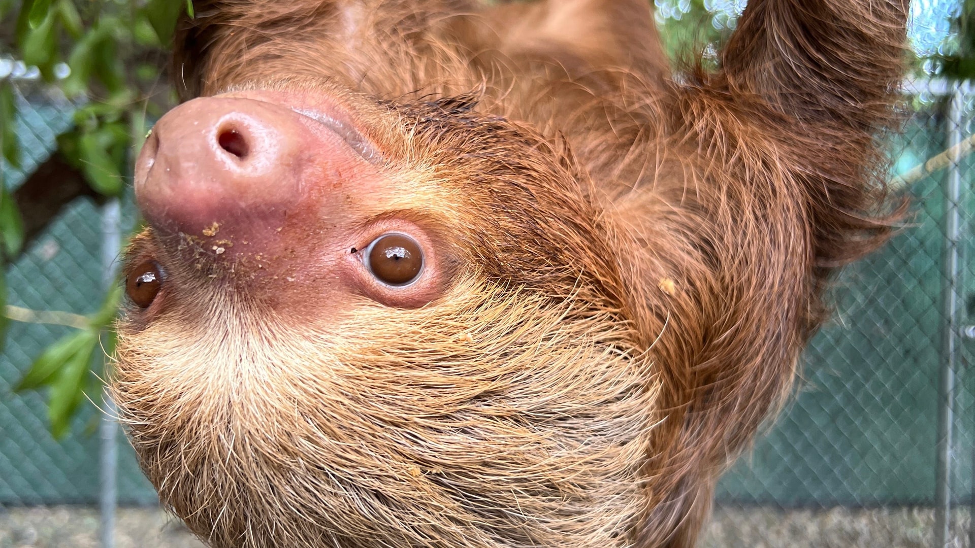 Thirteen sloths rescued from Sloth World in Orlando, Florida, are recovering at the Central Florida Zoo & Botanical Gard