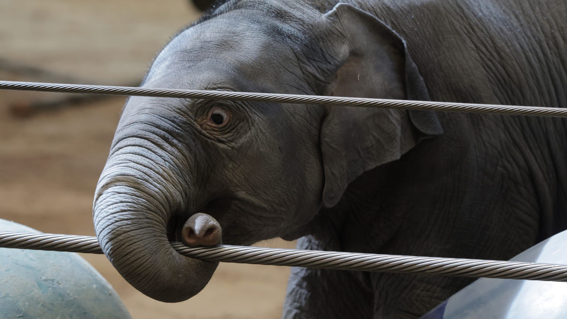 Rejected baby elephant Linh Mai bonds with surrogate mother Booie at National Zoo