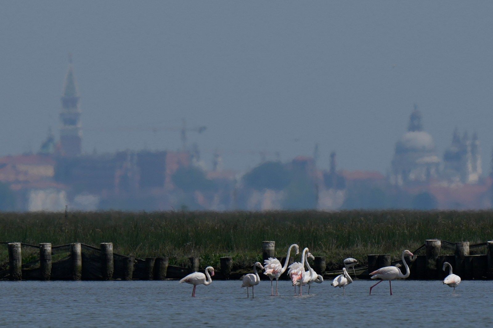 Venice's flamingo population thrives as wetland restoration efforts create new refuge and boost numbers.