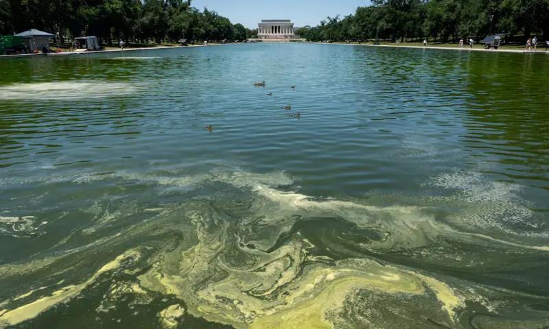 Lincoln Memorial Reflecting Pool Turns Green After $14 Million Renovation, Algae Battle Ensues