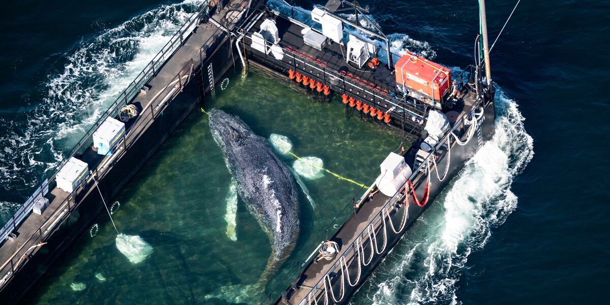 Humpback Whale 'Timmy,' Rescued Weeks Ago, Is Found Dead Off Denmark
