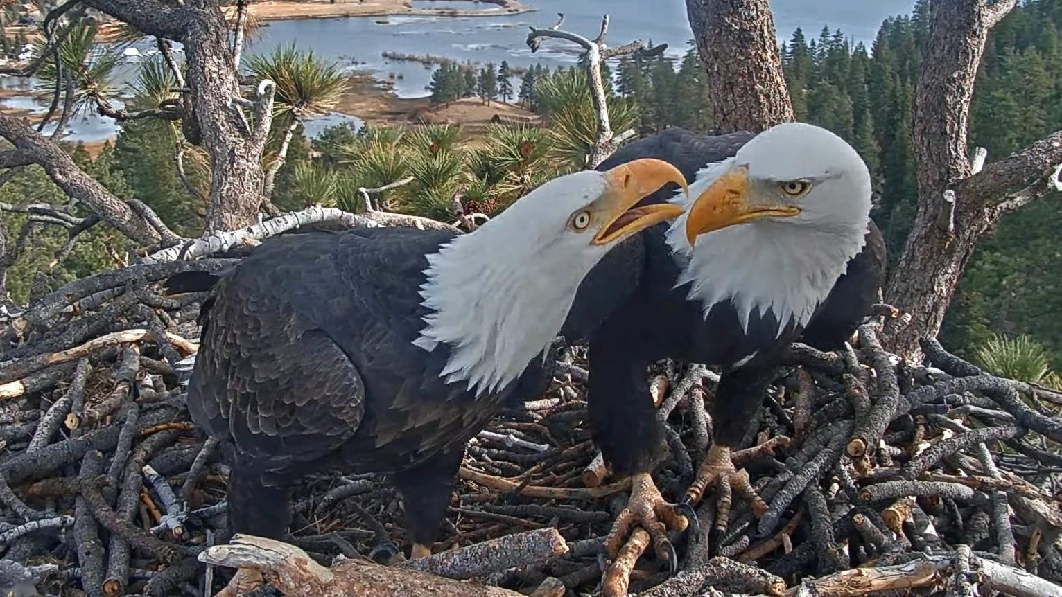 Big Bear Eaglet Luna Expected to Recover After Tumble From Nest