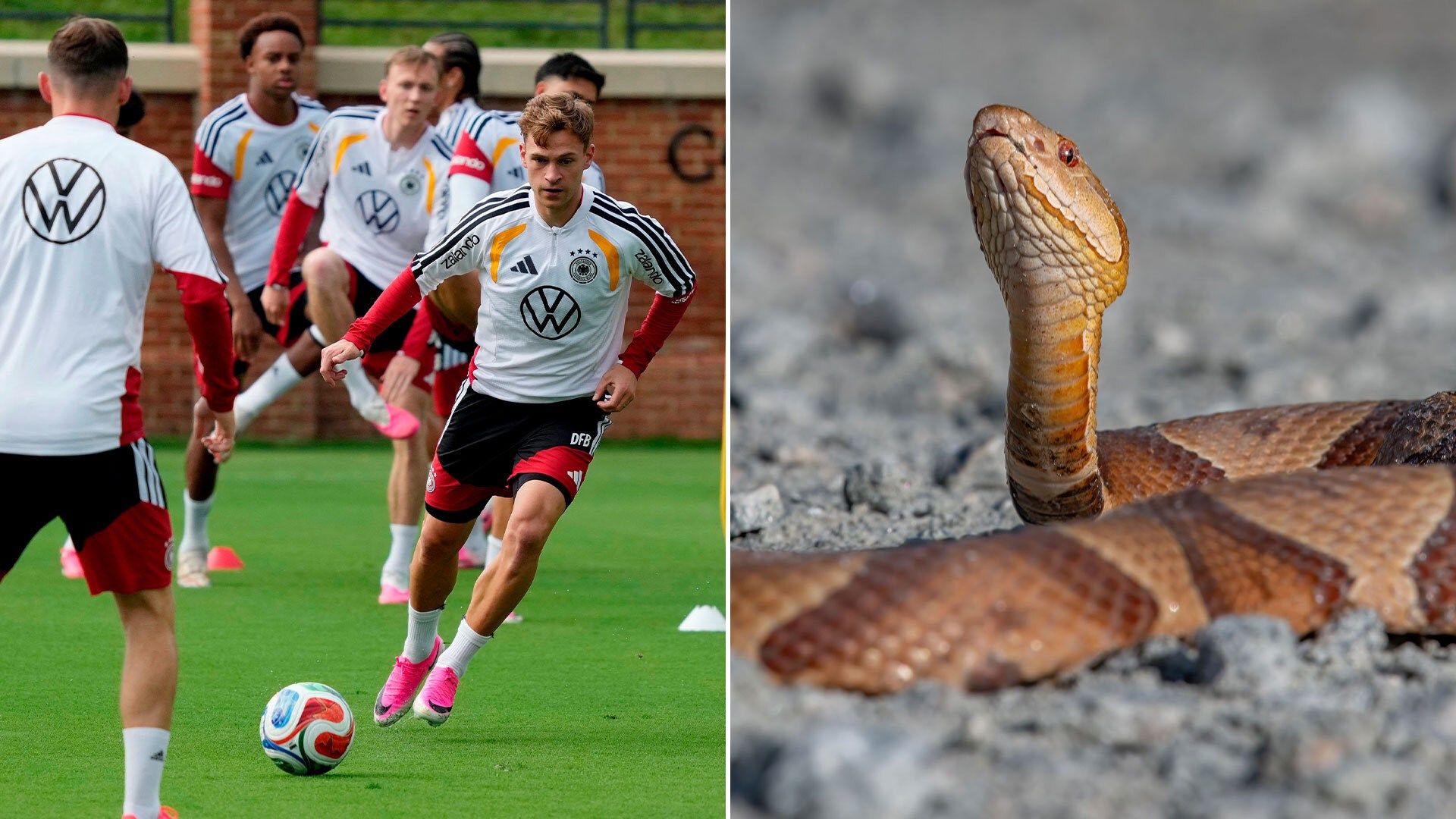 Germany, Switzerland, Norway World Cup Teams Face Venomous Copperhead Snake Concerns in US Training Camps