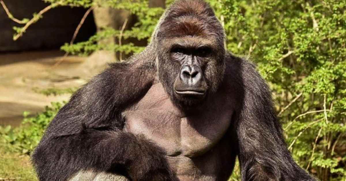 White House Honors Harambe's 27th Birthday, Citing Gorilla as a Patriot and Internet Symbol