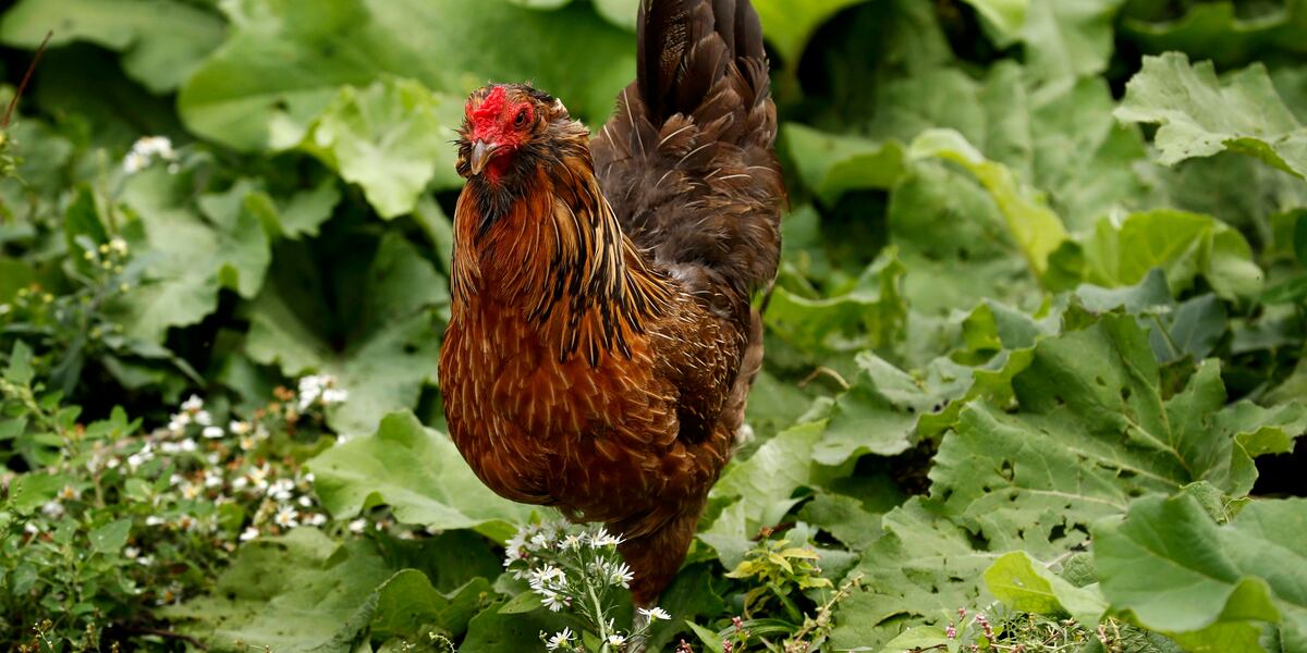 Drug-Resistant Salmonella Sickens 34 in 13 States, Linked to Backyard Poultry
