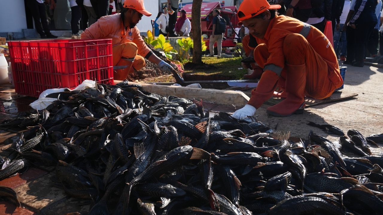 Jakarta launches mass operation to remove 10 tons of invasive suckermouth catfish from polluted rivers