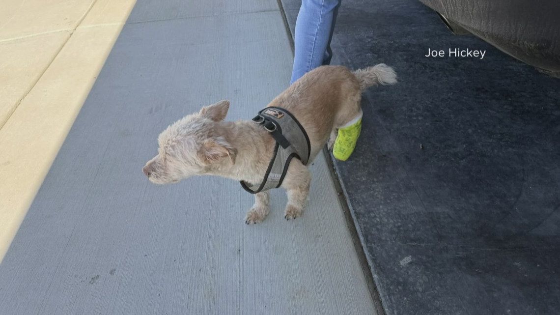 Amazon Driver Caught on Video Attacking Idaho Family's Dog, Causing Broken Ankle and Severe Injuries