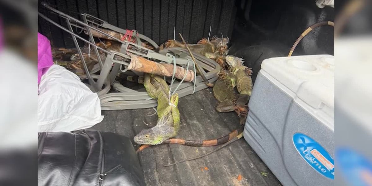 Florida Highway Patrol Discovers 13 Live Iguanas With Zip-Tied Feet During Central Florida Stop