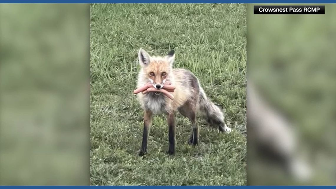 Canadian Police Catch Fox Stealing Hot Dogs, Decline Charges After Being Outfoxed