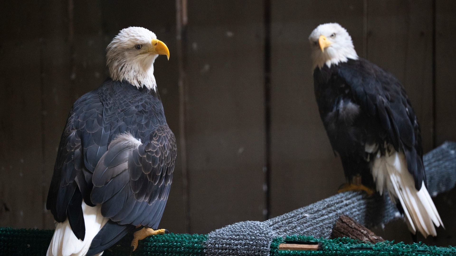 One of Three Bald Eagles Missing from Dollywood Sanctuary After Storm Is Found