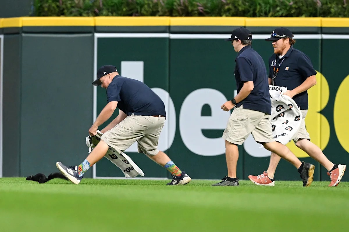 Black Squirrel Halts Tigers-Orioles Game, Sparks Grounds Crew Chase and Cheers at Comerica Park