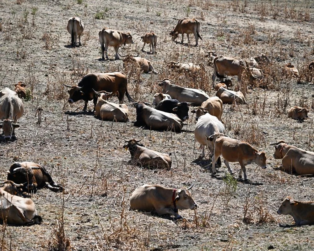 Western Europe Sets Hottest June Record in 2026, Causing Power Outages and Global Ocean Warmth