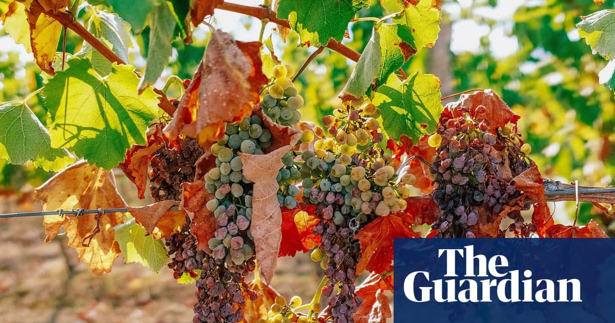 France Faces 70-Year Low Wine Harvest Due to Severe Heat and Drought