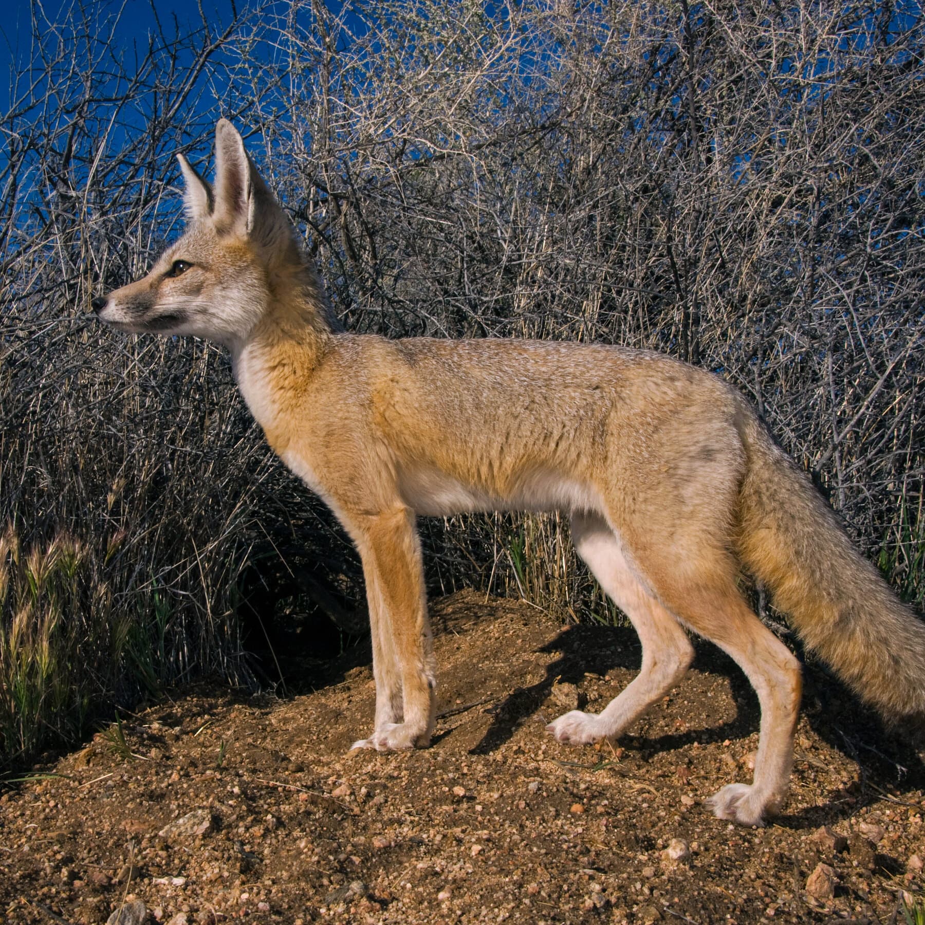 States Sue Trump Administration Over Rollbacks to Endangered Species Act Regulations
